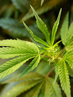 Zbatimi i politikave kundër narkotikëve ilegal Zbatimi i politikave kundër narkotikëve ilegal